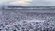 原因不明！日本北海道海岸现大量鱼尸体：“鱼浪”蔓延1公里
