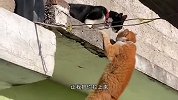 猫：你先把我拉上去再给我说话
