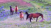 小马刚出生就遭马群围攻，母马为了保护孩子，不惜以命相搏