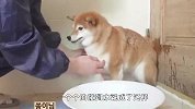 铲屎官给3只柴犬洗澡，人和狗都要疯了，镜头记录爆笑全程
