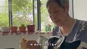 狗：这猪身上的应该是猪肉吧，咱上回吃的可香了，今儿咋没味儿呢