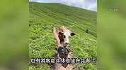 游客喂牛吃牛肉干，拿登山杆敲牛屁股，挑逗牛群遭踩踏！景区回应