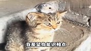 猫老六,出来吧，我已经看见你了！