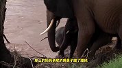 小象不幸被洪水冲走，母象无奈放弃，不料小象一个举动形势逆转