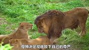 草原上最卑微的母狮！疯狂向雄狮示爱，雄狮却满脸嫌弃还动手打它