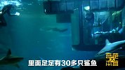 鲨鱼池中的透明房间，与三十只鲨鱼同枕共眠你敢吗？