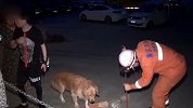 暖心！小狗被卡下水道，过路金毛犬发现后急忙报警