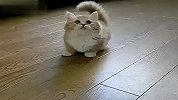 口耐的短腿猫猫 萌到你受不了