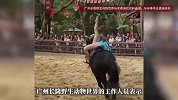 女演员从马背摔下并被拖行！广州长隆野生动物世界表演出意外，园方回应