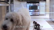 猫咪和狗狗挑战透明墙，搞笑的一幕发生了，看完忍住别笑