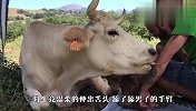 男子为难产母牛接生，母牛竟做出这动作，网友：太感人！