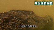 美洲豹跳河抓鳄鱼，鳄鱼拼死抵抗，最终还是被美洲豹打败