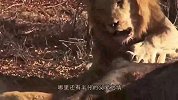 为了一口肉，雄狮将爪子拍向了幼崽，这还是亲爸吗？