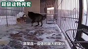 二哈探出头，猫咪见了感到不顺眼，对着狗头一顿暴打