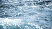 GOELIA 歌莉娅 纯粹袋鼠岛 - 海豚篇