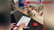 拆家不叫本事，这只法斗靠“捡瓶子”挣了10万！