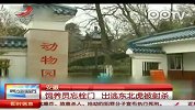 东北虎因饲养员忘栓门出逃 被特警射杀