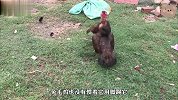 两只母鸡在打架，公鸡走来好心想劝架，结果头也不回就走了