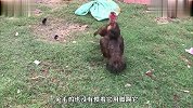 两只母鸡在打架，公鸡走来好心想劝架，结果头也不回就走了