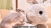 小兔子与毛绒兔兔的生活碎片