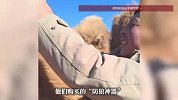 23头骆驼被咬死后，包头一牧民装上“防狼神器”：效果还不错，其他牧民可参考