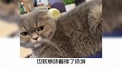 宠物冷知识：猫咪换了主人后会伤心吗？