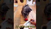 盘点10个宠物小猫搞笑的精彩片段，最后一个最搞笑