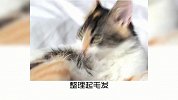 宠物冷知识，猫舌头上的倒刺有什么用？有用的知识又增加了