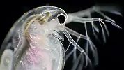神奇动物：小水蚤演奏美妙的华尔兹