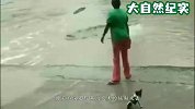 霸气！女子竟拿拖鞋赶跑鳄鱼，网友-这是不要命了