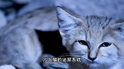 从小生活在沙漠，以毒蛇为食的另类猫