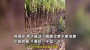 男子地里甘蔗被拦腰偷走，无奈喊话小偷不要浪费，一周后再看网友笑喷