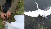 现实版鹬蚌相争在秦皇岛上演 这次“渔翁”选择这样做