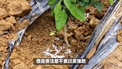 缅甸花梨木树的养殖方法和注意事项