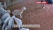 羊顶完人后混进羊群装无辜，主人淡定起身，一脚精准踹出“真凶”
