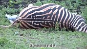 斑马分娩却遭遇可怕的难产，它能否顺利逃过此劫呢？