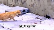 猫,你以为躲洞里我就抓不住你了吗？