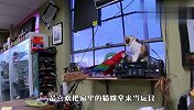 二愣子鹦鹉把猫当玩具，猫咪被气得抓狂，场面笑翻了