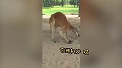 三婶子头回逛野生动物园，长见识了！