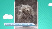 【宠物星球】俄罗斯牧羊犬雪地撒欢 萌宠秒变“拖把”