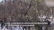 禁止入山！吉林一地紧急提醒：多次发现野生东北虎出没