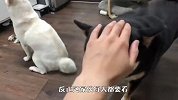 柴犬看主人玩电脑，自己也想玩，接下来忍住别笑