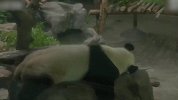 【江苏】双胞胎熊猫没恋爱却怀孕 饲养员判断为假孕