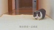 主人把走廊摆满鸡蛋托，猫咪能成功通过吗？看完忍住别笑
