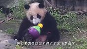 奶爸不理熊猫，被冷落的熊团子不乐意了，接下来忍住别笑
