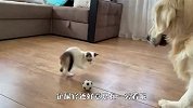小猫偷玩金毛的玩具，狗子要气炸了，看完忍住别笑