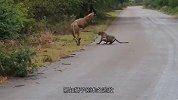 豹子外出觅食，不料一头狮子埋伏在旁，下一秒就发动攻击！