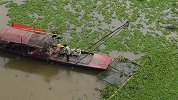 广西河道水葫芦泛滥 工人每日打捞30吨