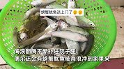 男子晒自家海景房足不出户看大海，称会有海鲜被冲到家，网友炸锅