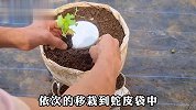 你敢相信吗？奶茶杯加蛇皮袋，就可以种植出一大袋生菜